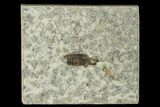 Bargain, Fossil March Fly (Plecia) - Green River Formation #135887-1